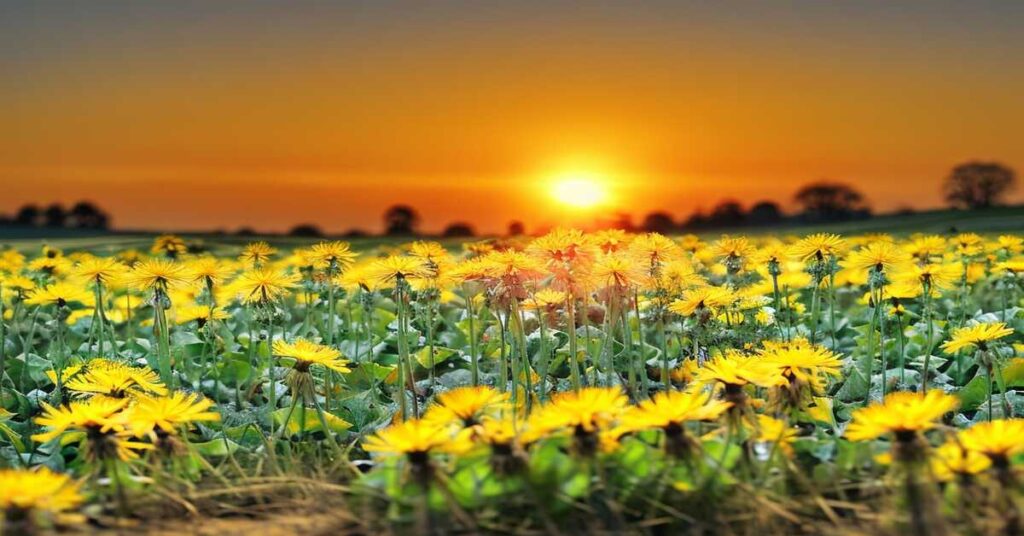 Eine Wiese voller Loewenzahnblätter und Blüten im Sonnenuntergang. Repräsentiert: Loewenzahnblaetter